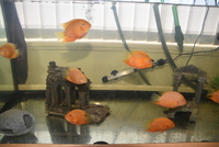 red spot severums