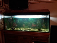 5Ft fish Tank