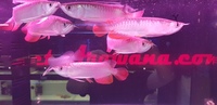 High Back Red Tail Golden Asian Arowana - PLANET AROWANA