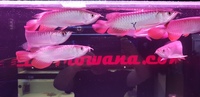 High Back Red Tail Golden Asian Arowana - PLANET AROWANA