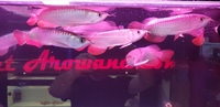 High Back Red Tail Golden Asian Arowana - PLANET AROWANA