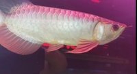 PLANET AROWANA NEW STOCKLIST DECEMBER