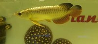 PLANET AROWANA NEW STOCKLIST DECEMBER