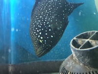 Paratilapia bleekeri large spots