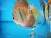 Various discus for sale