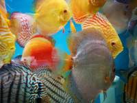 Various discus for sale