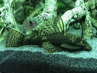 Bristlenose Plec 5” approx for sale