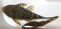 Brown Bristlenose pleco