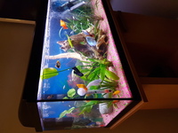 Complete fish tank set up for sale