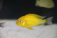 Tropheus Gold Kiriza