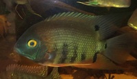 NOW SOLD-5 x 2 inch-Heros sp Rotkeil(Red Shoulder Severum) in Leeds-ono £50 or make me an offer