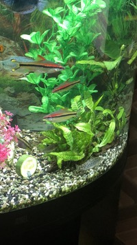 Adult yo-yo loaches for sale