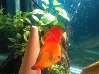 Fire reds breeding pair discus