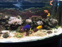 Live rock, corals and livestock In 300 Litre Marine aquarium