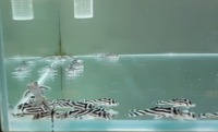 Available L046 zebra Hypancistrus pleco.