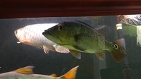 Peacock bass 10” x2