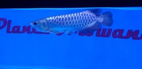 PLANET AROWANA CHRISTMAS SALE