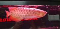 PLANET AROWANA CHRISTMAS SALE