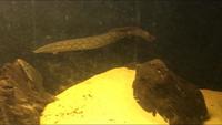 Tyre track eel