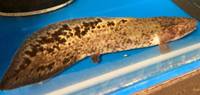 AUSTRALIAN FISH - Lungfish One off May shipment SUPER RARE.