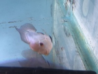 Flowerhorn (3inch) - £30 - collection ASAP