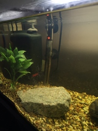 Two musk turtles, 36L tank, Eheim water filter, heater, light and condensation lid.