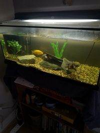 Two musk turtles, 36L tank, Eheim water filter, heater, light and condensation lid.