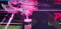 HIGH BACK RED TAIL GOLDEN AROWANAS