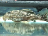 L066 King Tiger Plecos for sale 5 Male 2 Female