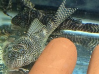 L066 King Tiger Plecos for sale 5 Male 2 Female