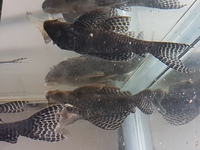 L066 King Tiger Plecos for sale 5 Male 2 Female