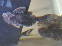 L066 King Tiger Plecos for sale 5 Male 2 Female