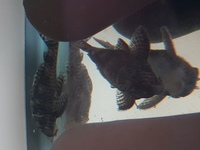 L066 King Tiger Plecos for sale 5 Male 2 Female