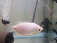 Pink Kissing Gourami