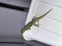 Gold Dust Day Gecko . Phelsuma Laticauda