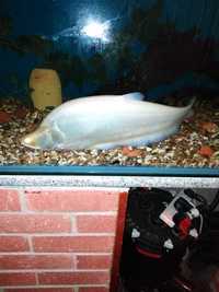 Albino clown knife fish