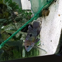 Cichlids $or sale