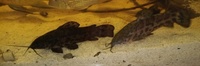 ALL SOLD--£30 for a lot--Catfish (3 Hoplo,2 x Mystus, 3 x Microglanis-dwarf bumblebee catfish)sale in Leeds