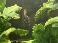 Bristlenose catfish (plec sp) for sale