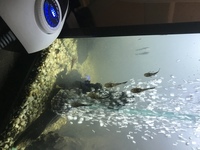 bristlenose plecs for sale