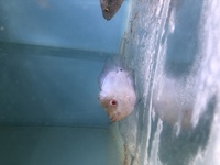 Thai blue Flowerhorn - 4inch - £30