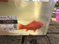 Goldfish for sale