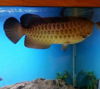 Stunning Red Tail Golden (HBRTG) Arowana 39cm/15inch £900 - London, Hackney