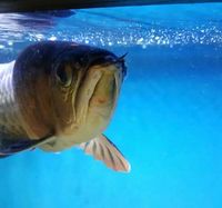 Stunning Red Tail Golden (HBRTG) Arowana 39cm/15inch £900 - London, Hackney