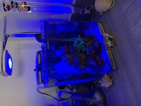 Marine livestock in Nano tank and Ai prime for sale