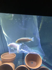 Snow White Cichlids Trio