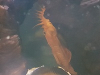 Breeding trio Ancistrus super reds.