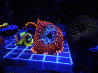 Selling coral frag