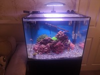 MARINE FISH AND CORALS IN TMC SIGNATURE 600 COMPLETE REEF SYSTEM - OFFERS OVER £150.00