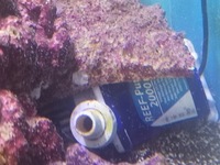 TMC SIGNATURE 600 COMPLETE REEF SYSTEM WITH FISH AND CORALS - OFFERS OVER £150.00